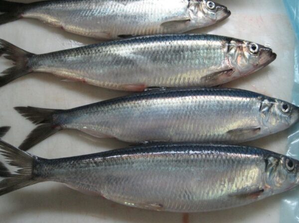 Herring Fish