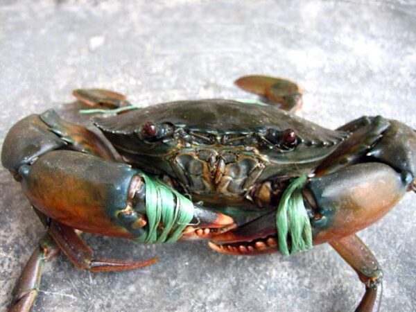 Live Crabs