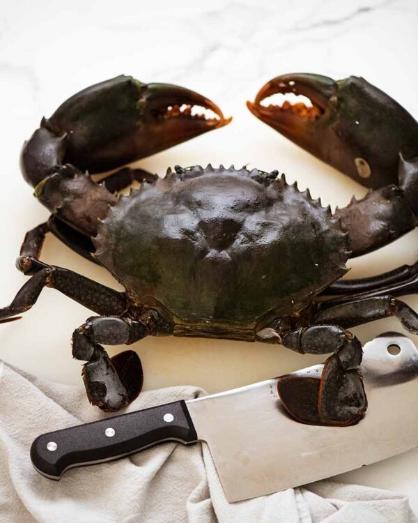 Mud Crab