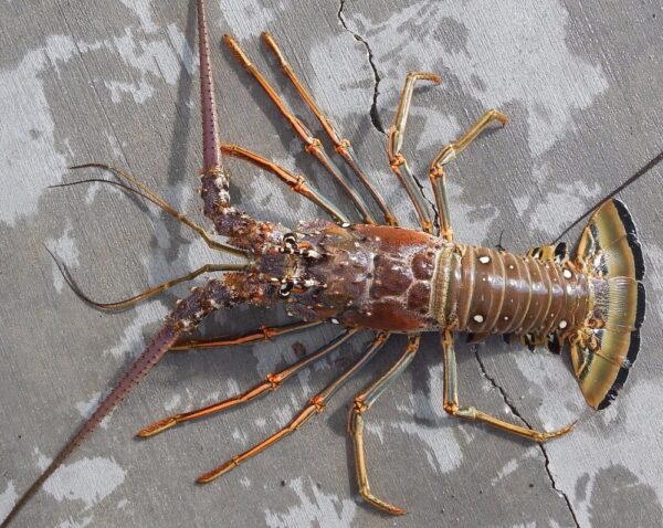 Panulirus Lobster