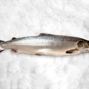 Salmon Fish