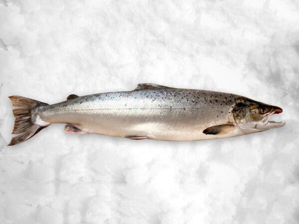 Salmon Fish