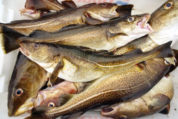 Cod Fish