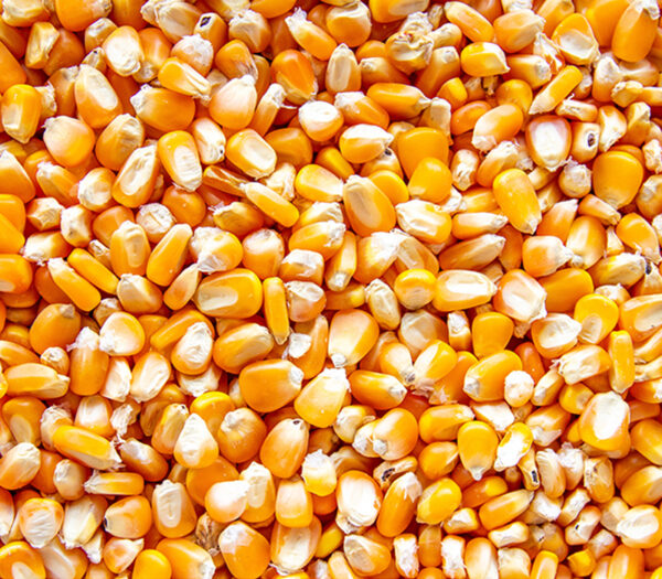 Yellow corn