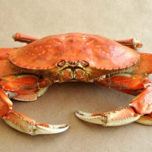 King crab