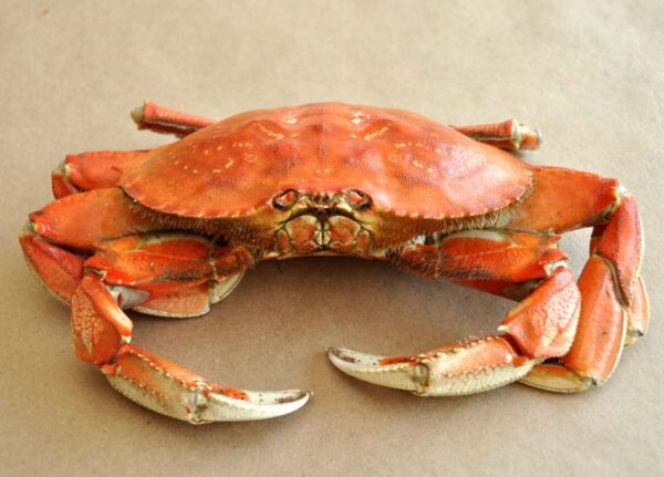 King crab