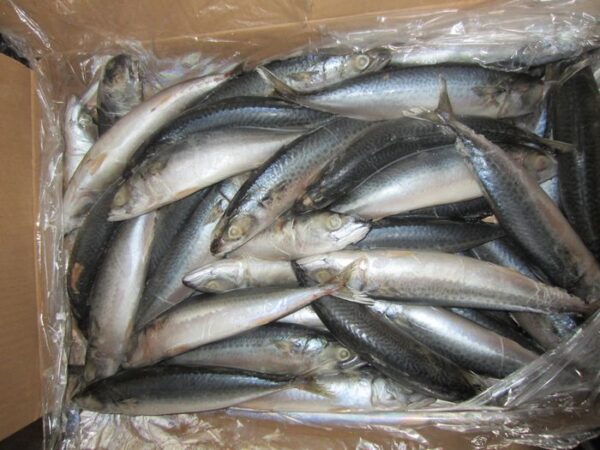 Frozen Mackerel