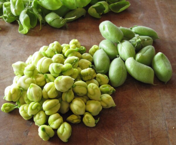 Chickpea (Legume)